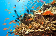 Lezione culturale di biologia marina sugli ecosistemi costieri