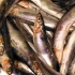 Il comune alla Fiera della Pesca di Ancona per promuovere e valorizzare il "Pesce Povero" in ambito nutrizionale