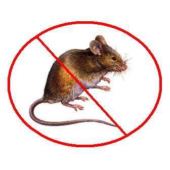 In corso la disinfestazione contro topi e zanzare