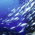 Crisi del pesce azzurro, intervento dei sindaci di S. Benedetto e Giulianova