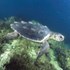 Dopo le cure, si libera una tartaruga marina