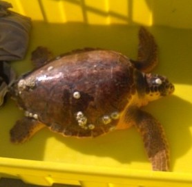 Soccorsa una tartaruga marina al largo di San Benedetto