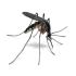 Ecco perché hanno proliferato le zanzare